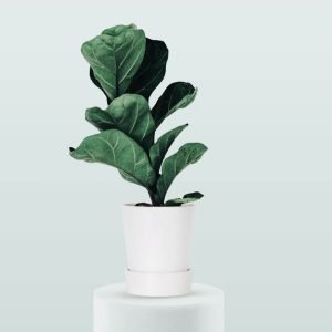 Fiddle Leaf Fig Plant