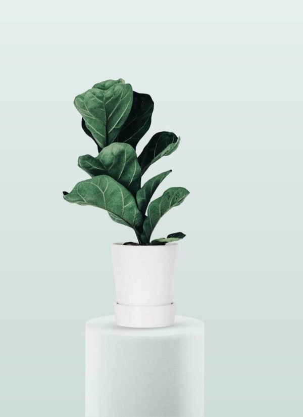 Fiddle Leaf Fig Plant